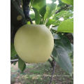 High Quality Hot Selling 2021 New Export Natural Crop Tasty Fresh Fruit Nashi Pear